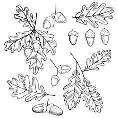 an oak tree branch with acorns and leaves, vintage line drawing or engraving illustration