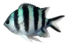 a black and white striped fish on a white background