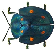 a blue beetle with orange spots on it's back legs