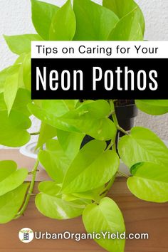 a potted plant with the title tips on caring for your neon po thos