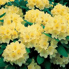 yellow flowers with green leaves in the foreground and on the back ground, there is no image here to provide a caption for