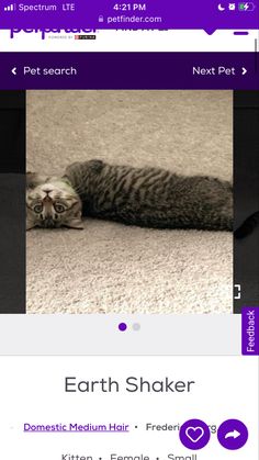 a cat is laying on the floor with its head under it's paws and eyes open