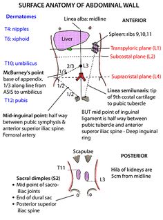 the anatomy of an animal's body and its structures, including their major functions