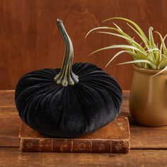 a black pumpkin sitting on top of a wooden table next to a potted plant