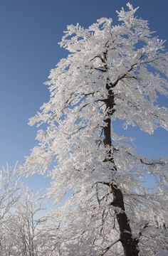 snow covered trees against a blue sky