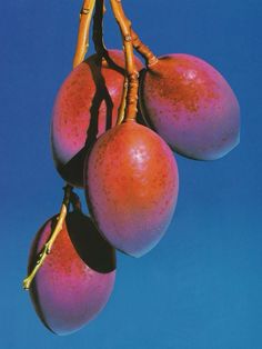 three red apples hanging from a tree with blue sky in the background