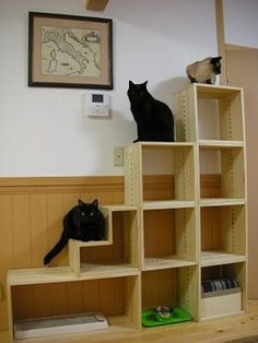 two cats sitting on top of shelves in a room