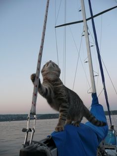 a cat standing on top of a sail boat