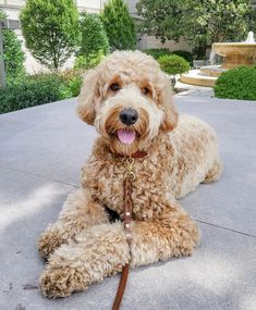 a brown dog laying on top of a cement floor next to a tree and shrubbery