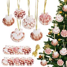 PRICES MAY VARY. Natural Seashells for Crafting - Gifts from nature, sea shells for decorating makes your Christmas tree decoration unique from others. If you are going to have a new Christmas tree with a beach theme, those hanging seashells christmas ornaments set will be perfect! 10pcs Sea Shells for Decorating - You can hang crafts shells on the stairs, closet, or dining table, that will make great addition to your christmas and holiday decoration. You also can paint them with all kinds of pa Diy Sea Shell Ornaments Ideas, Sea Shell Ornament Ideas, Shell Ornaments Christmas, Sea Shell Christmas, Diy Christmas Ornaments Beach Themed, Sea Shell Themed Christmas Tree Ornaments, Seashell Christmas Ornaments Trendy Tree, Warm Christmas Decor, Scallop Shell Craft