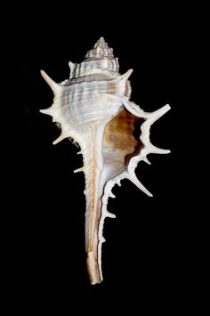 a close up of a sea shell on a black background