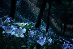 white lilies in the woods at night with blue light coming from behind trees and bushes