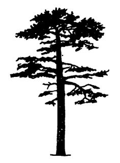 a black and white drawing of a tree