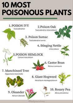 the top ten most popular plants