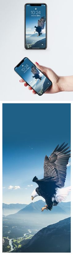 two pictures with one bird flying and the other holding an iphone in its right hand