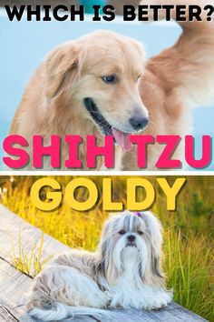 Will it be the charming and compact Shih Tzu or the majestic and friendly Golden Retriever that comes out on top? We will find out in this video of Shih Tzu Care.