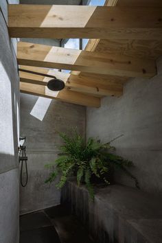 a bathroom with a plant in the corner and skylight above it, along with concrete walls