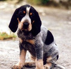 a black and brown dog sitting on the ground