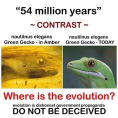 a poster with an image of a lizard and a gecko in the bottom right corner