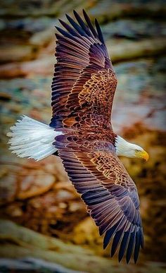 an eagle flying through the air with it's wings spread