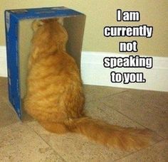 an orange cat sitting on the floor in front of a blue box that says, i am currently not speaking to you