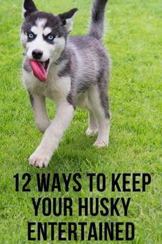 a husky dog running in the grass with its tongue out