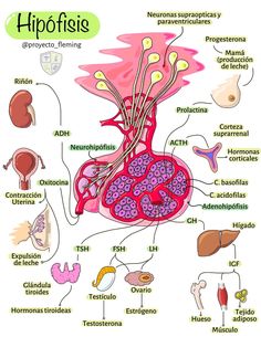 the anatomy of the human body and its major organs, including blood vessels, stomachs,