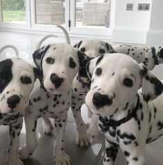 four dalmatian puppies are standing next to each other