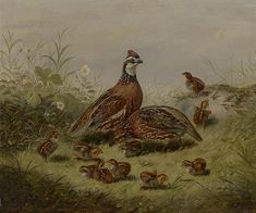 a group of birds sitting on top of a grass covered field next to small birds