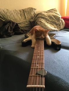 an orange and white cat laying on top of a guitar