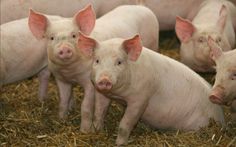 five pigs are standing in the hay together and one pig is looking at the camera