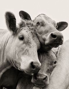 three cows are huddled together in the middle of a black and white photo, with their heads touching each other