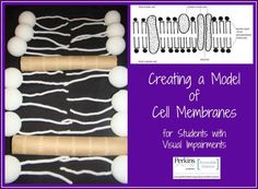 the model of cell membranes for students with visual improvements is shown in purple and white