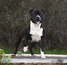 a small black and white dog standing on top of a wooden platform next to trees