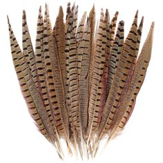 PRICES MAY VARY. ❤️Cruelty-Free Feathers: All pheasant feathers are 100% natural, undyed and all the pheasant tails feather lost naturally. No plucking is required and no pheasant has been harmed. iHUFeather has been focusing on feathers for 10 years. All our feather items have been professionally cleaned, steamed and sanitized to ensure odorless and safe for use. ❤️Multiple Sizes: There are different sizes for you to choose. Sizes are divided into 6-8 inch, 8-10 inch, 10-12 inch, 12-14 inch, 14 Wedding Party Centerpieces, Home Wedding Party, Pheasant Feather, Pheasant Feathers, Diy Hat, Crafts Home, Tail Feathers, Craft Wedding, Craft Lovers