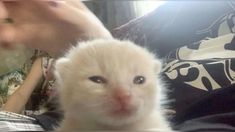 a small white kitten sitting on top of someone's lap and looking at the camera