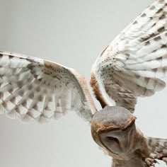 an owl flying with its wings spread wide