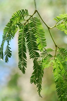 green leaves are hanging from the branch of a tree