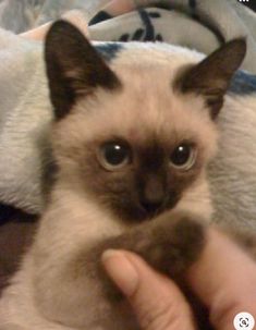 a siamese cat is being held in someone's hand and looking at the camera