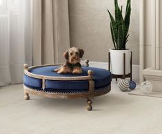 a small dog sitting on top of a blue round ottoman in front of a potted plant