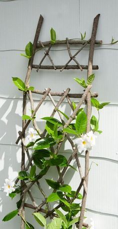 a trellis with white flowers and green leaves hanging on the side of a building