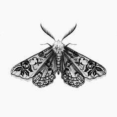 a black and white drawing of a moth with intricate designs on it's wings