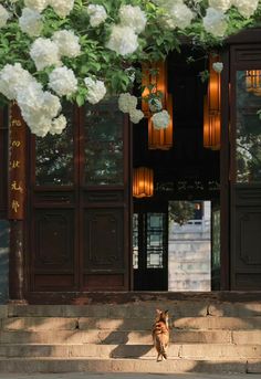 a cat sitting on the steps in front of a building with flowers hanging from it