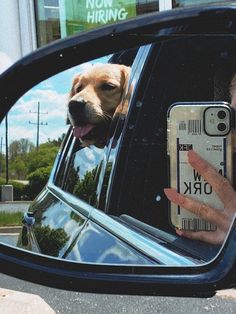 a dog sticking its head out the window of a car while looking at his owner's cell phone