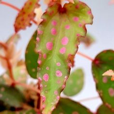 a close up of a green and pink plant with spots on it's leaves