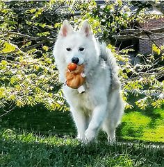 a white dog carrying an orange object in its mouth while walking through the grass near a tree