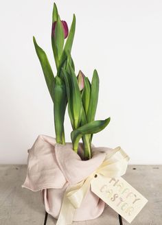 there is a small potted plant with flowers in it and a happy birthday sign