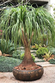 a large palm tree sitting in the middle of a garden