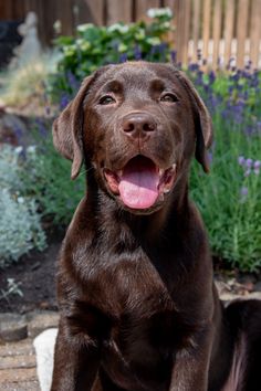 a brown dog sitting in front of purple flowers