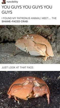 two crabs on the ground with caption that reads, you guys you guys i found my patrons animal meet the shame - faced crab just look at that face